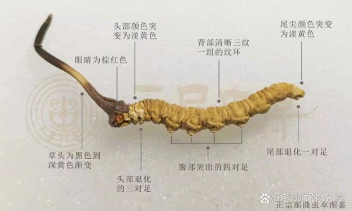 排毒养颜胶囊用法网-分享排毒养颜胶囊用法用量疗程，排毒养颜胶囊知识库